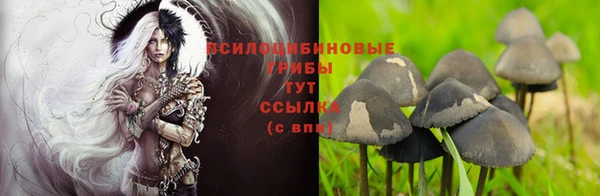 сатива Белокуриха